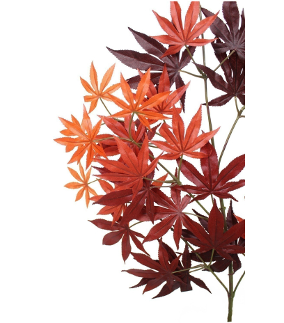 Feuille d'aralia automne