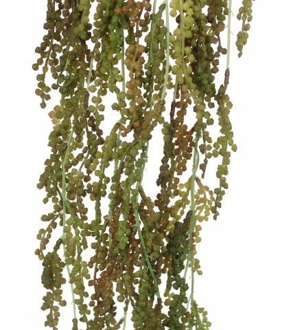 Renouée artificielle