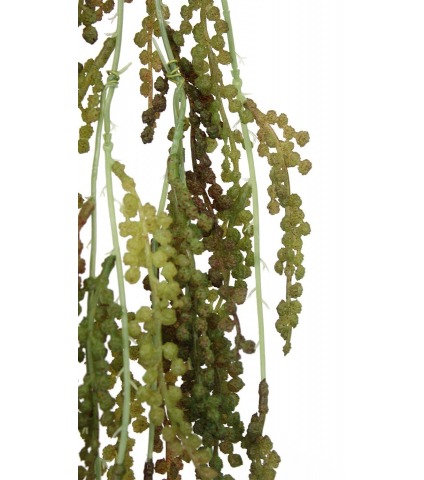 Renouée artificielle