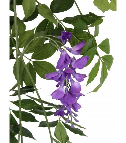 Guirlande de glycine violette