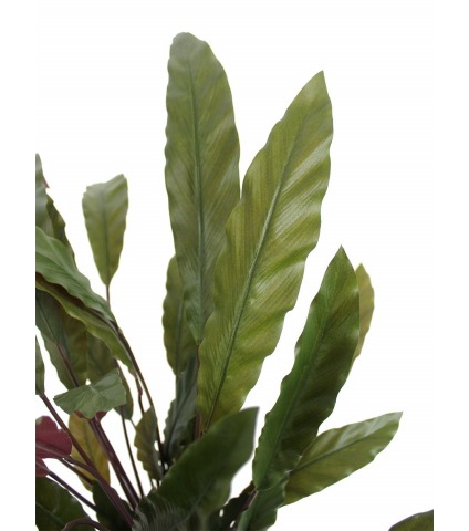 Calathea rufibarba artificiel