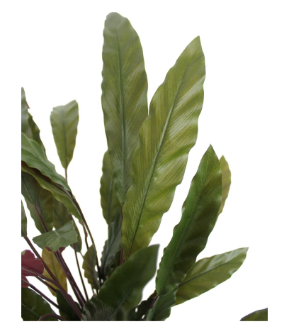 Calathea rufibarba artificiel