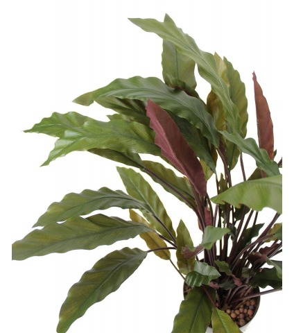 Calathea rufibarba artificiel