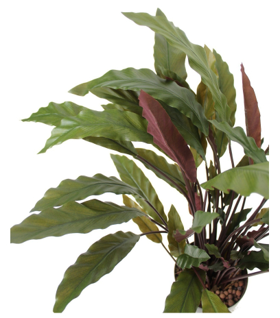 Calathea rufibarba artificiel