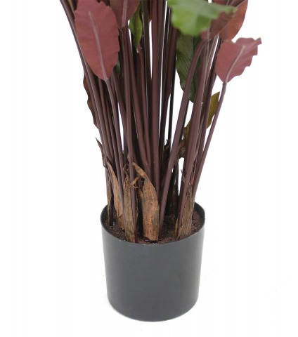 Calathea rufibarba artificiel