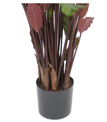 Calathea rufibarba artificiel