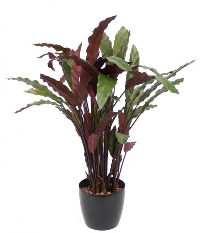 Calathea rufibarba artificiel