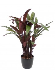 Calathea rufibarba artificiel