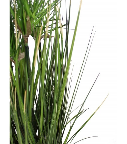 Chrysopogon artificiel