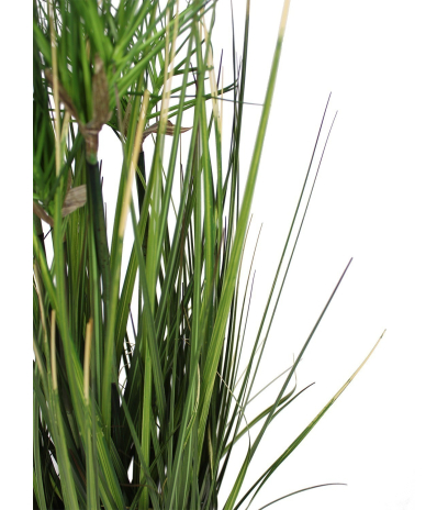 Chrysopogon artificiel