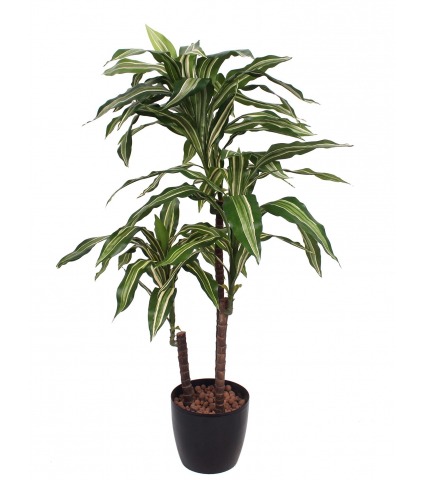 Dracaena artificiel fragrans