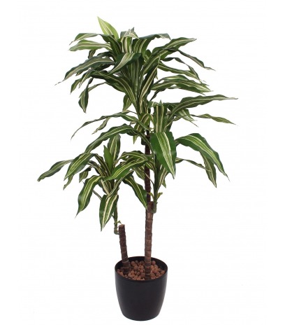 Dracaena artificiel fragrans
