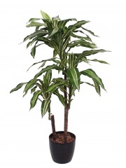 Dracaena artificiel fragrans