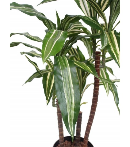 Dracaena artificiel fragrans