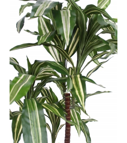 Dracaena artificiel fragrans