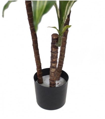 Dracaena artificiel fragrans