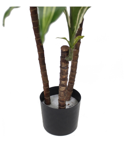 Dracaena artificiel fragrans