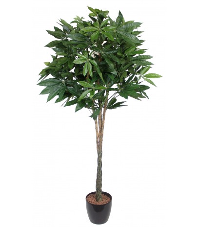 Pachira artificiel