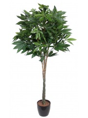 Pachira artificiel