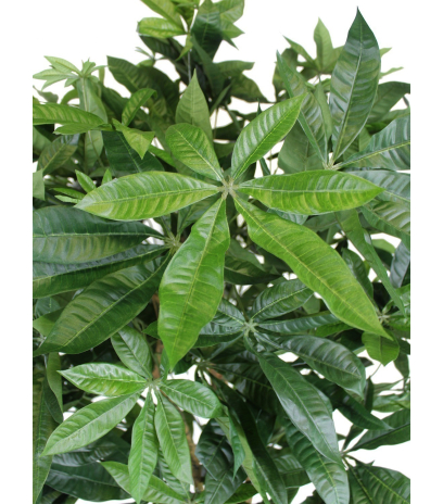 Pachira artificiel