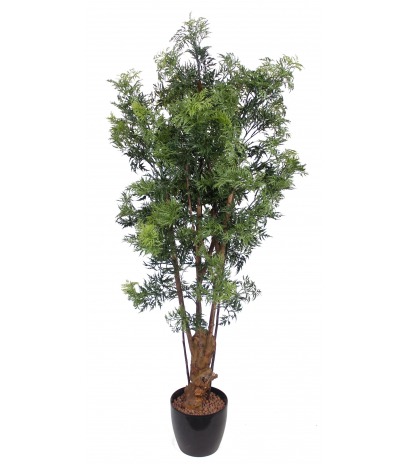 Polyscias ligneux artificiel