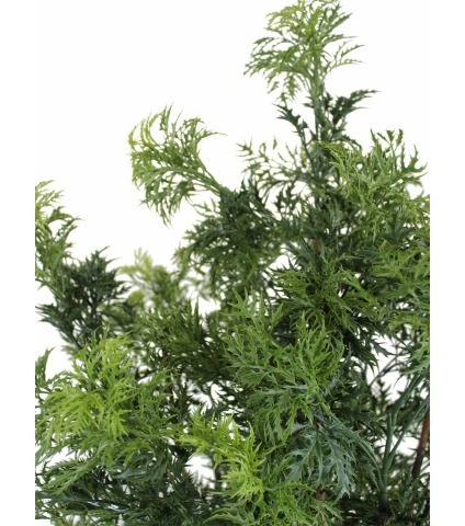 Polyscias ligneux artificiel