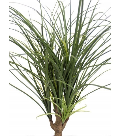 Beaucarnea artificiel