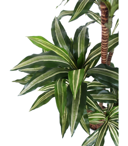 Dracaena sanderiana artificiel