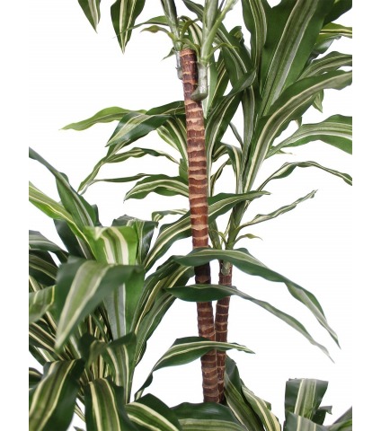 Dracaena sanderiana artificiel
