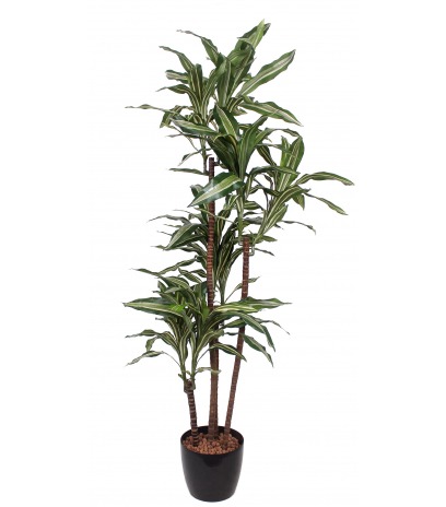 Dracaena sanderiana artificiel