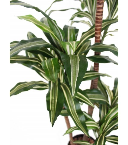 Dracaena sanderiana artificiel