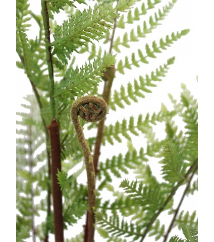 Fougère artificielle dicksonia