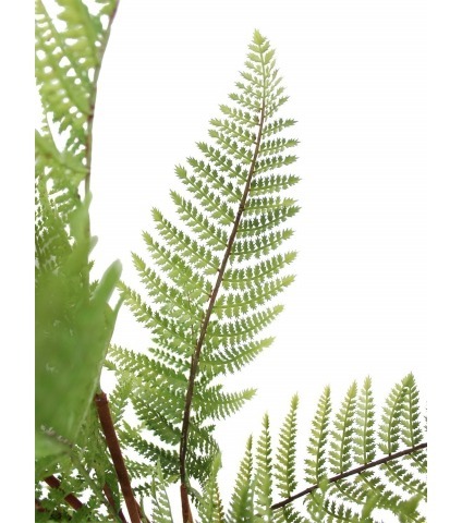 Fougère artificielle dicksonia