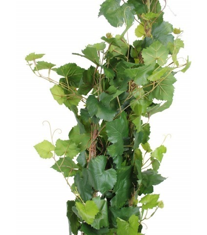 Vigne artificielle arbuste