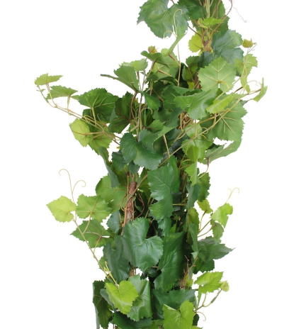 Vigne artificielle arbuste