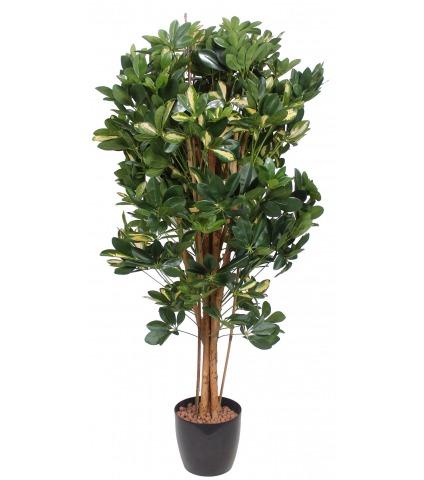 Schefflera arboricola artificiel