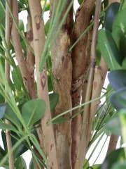 Schefflera arboricola artificiel