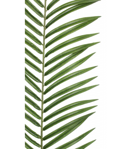 Feuille de palmier phœnix