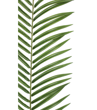 Feuille de palmier phœnix