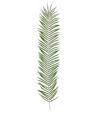 Feuille de palmier phœnix