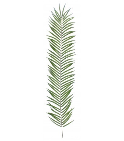 Feuille de palmier phœnix