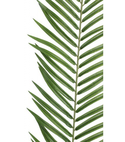 Feuille de palmier phœnix