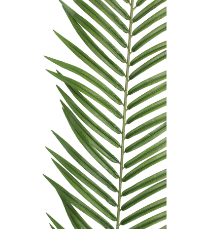 Feuille de palmier phœnix