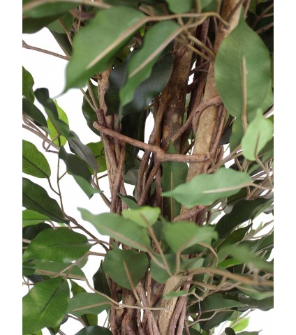 Ficus artificiel benjamina