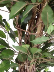 Ficus artificiel benjamina