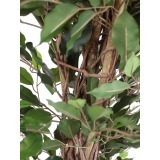Ficus artificiel benjamina