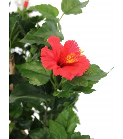 Hibiscus artificiel rouge