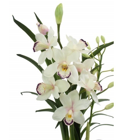 Cymbidium artificiel pot déco