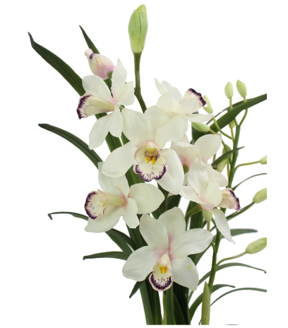 Cymbidium artificiel pot déco