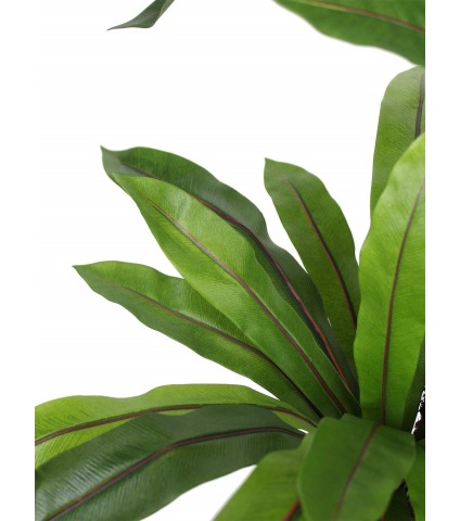 Asplenium artificiel large